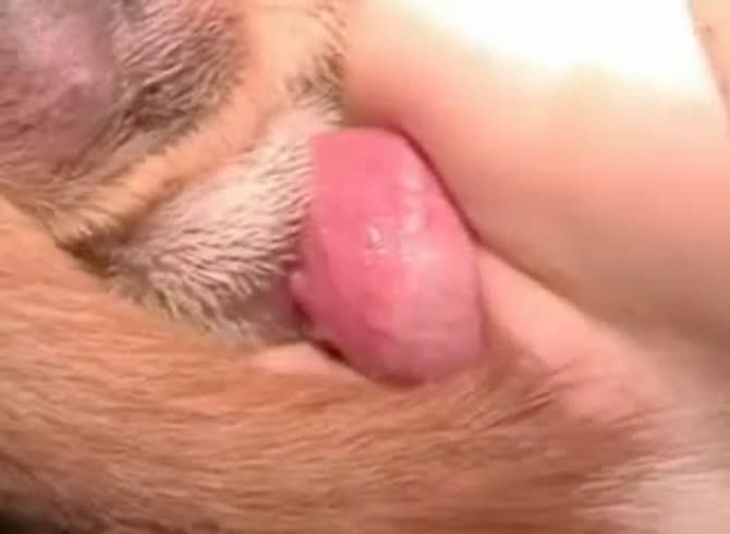 Video :Dog sex with slut's tight pussy getting smashed